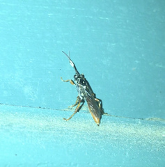 Cratichneumon w-album