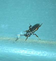 Cratichneumon w-album