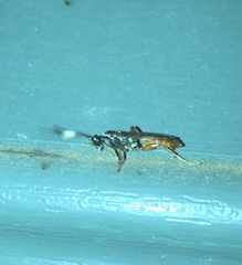Cratichneumon w-album