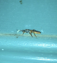 Cratichneumon w-album