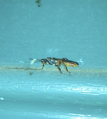 Cratichneumon w-album