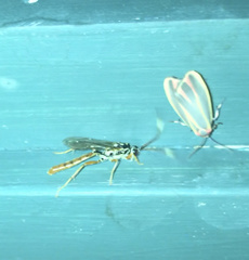 Cratichneumon w-album