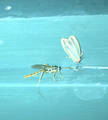 Cratichneumon w-album