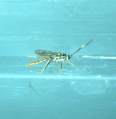 Cratichneumon w-album