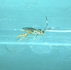 Cratichneumon w-album
