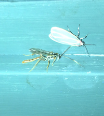 Cratichneumon w-album