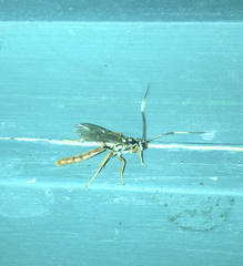 Cratichneumon w-album