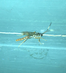 Cratichneumon w-album