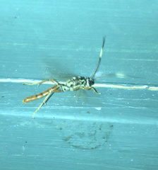 Cratichneumon w-album