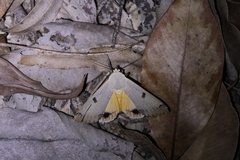Ophiusa parcemacula