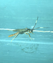 Cratichneumon w-album