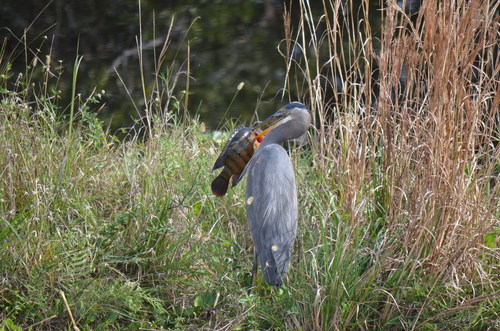 Garza azulada (Ardea herodias)