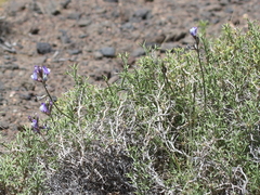 Astragalus cruckshanksii