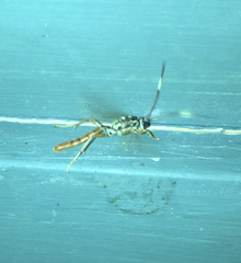 Cratichneumon w-album