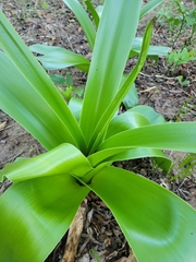 Crinum papillosum