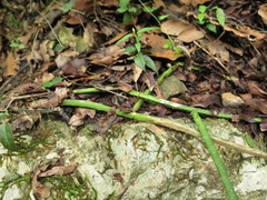 Selenicereus spinulosus