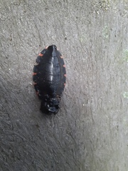 Panstrongylus megistus