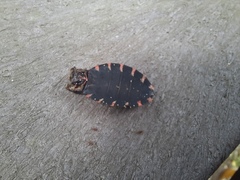 Panstrongylus megistus