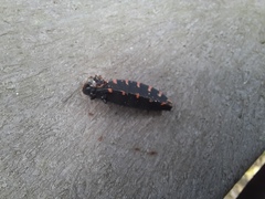 Panstrongylus megistus