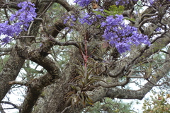 Tillandsia makoyana