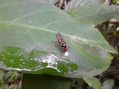 Tanypezidae