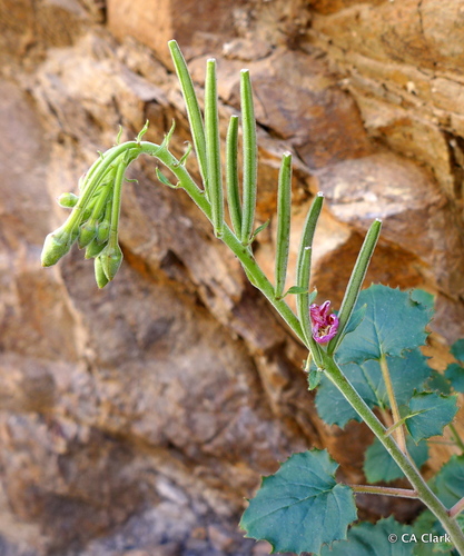 Chylismia cardiophylla ssp. robusta