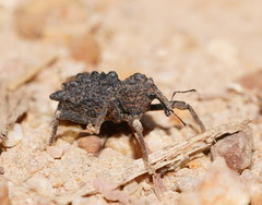 Poropterus