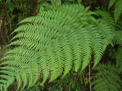 Macrothelypteris