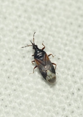 Anthocoris confusus