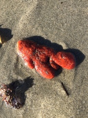 Metandrocarpa dura