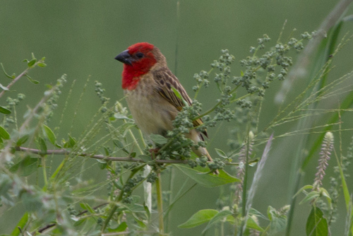 Cardinal Quelea (Quelea cardinalis), photo 6