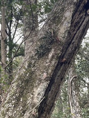 Epidendrum conopseum image