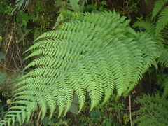 Macrothelypteris