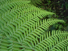 Macrothelypteris