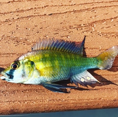 Astatotilapia calliptera