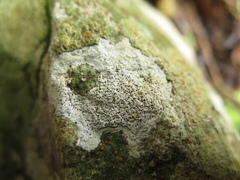 Bagliettoa calciseda