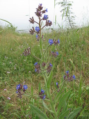 Anchusa azurea