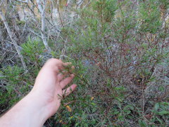 Hypericum fasciculatum