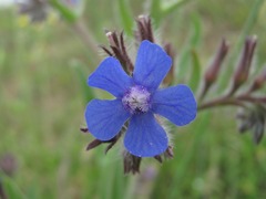 Anchusa azurea