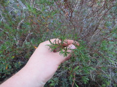 Hypericum fasciculatum