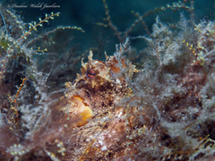 Octopus americanus