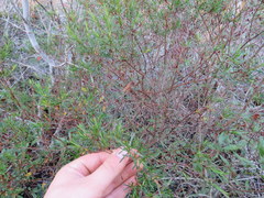 Hypericum fasciculatum