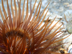 Ceriantheopsis americanus
