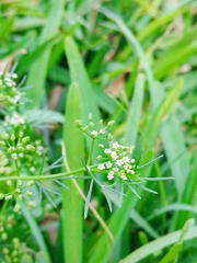 Cyclospermum leptophyllum