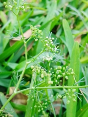 Cyclospermum leptophyllum