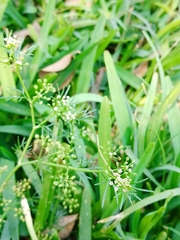 Cyclospermum leptophyllum
