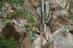 Lophocereus marginatus