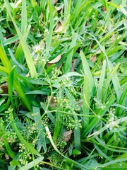 Cyclospermum leptophyllum