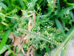 Cyclospermum leptophyllum