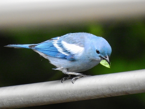 Blue-gray Tanager, photo 7 of 10